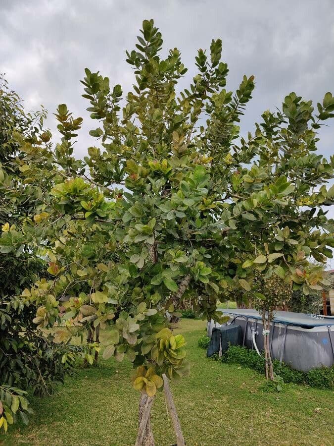 Syzygium