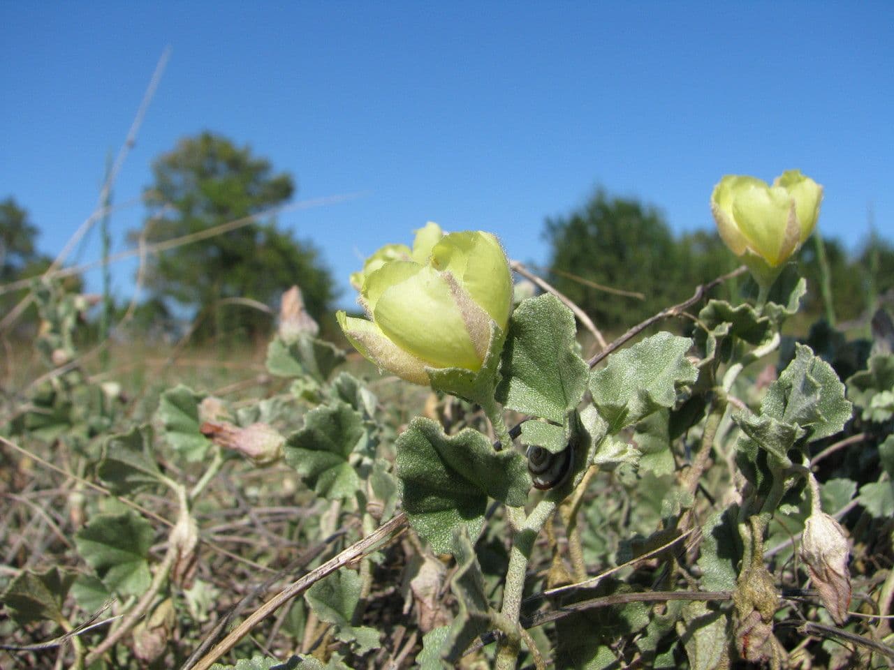 Malvella leprosa 25