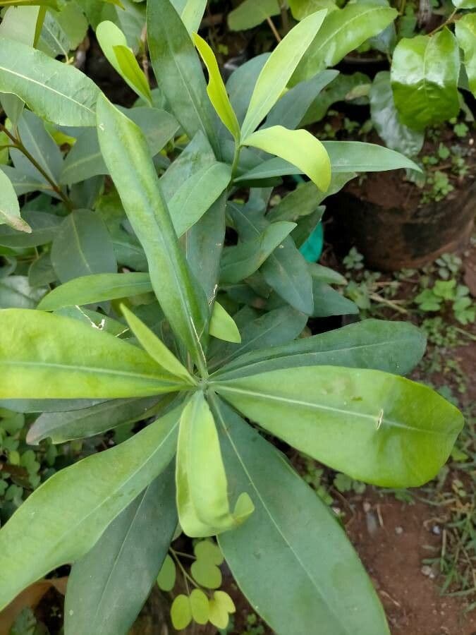 Warburgia 2