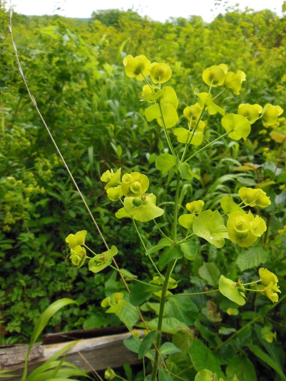 Euphorbe des bois 26