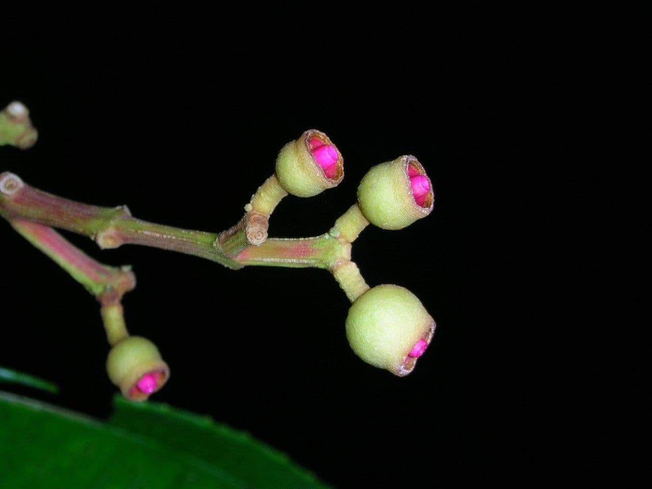 Conostegia luquillo 5