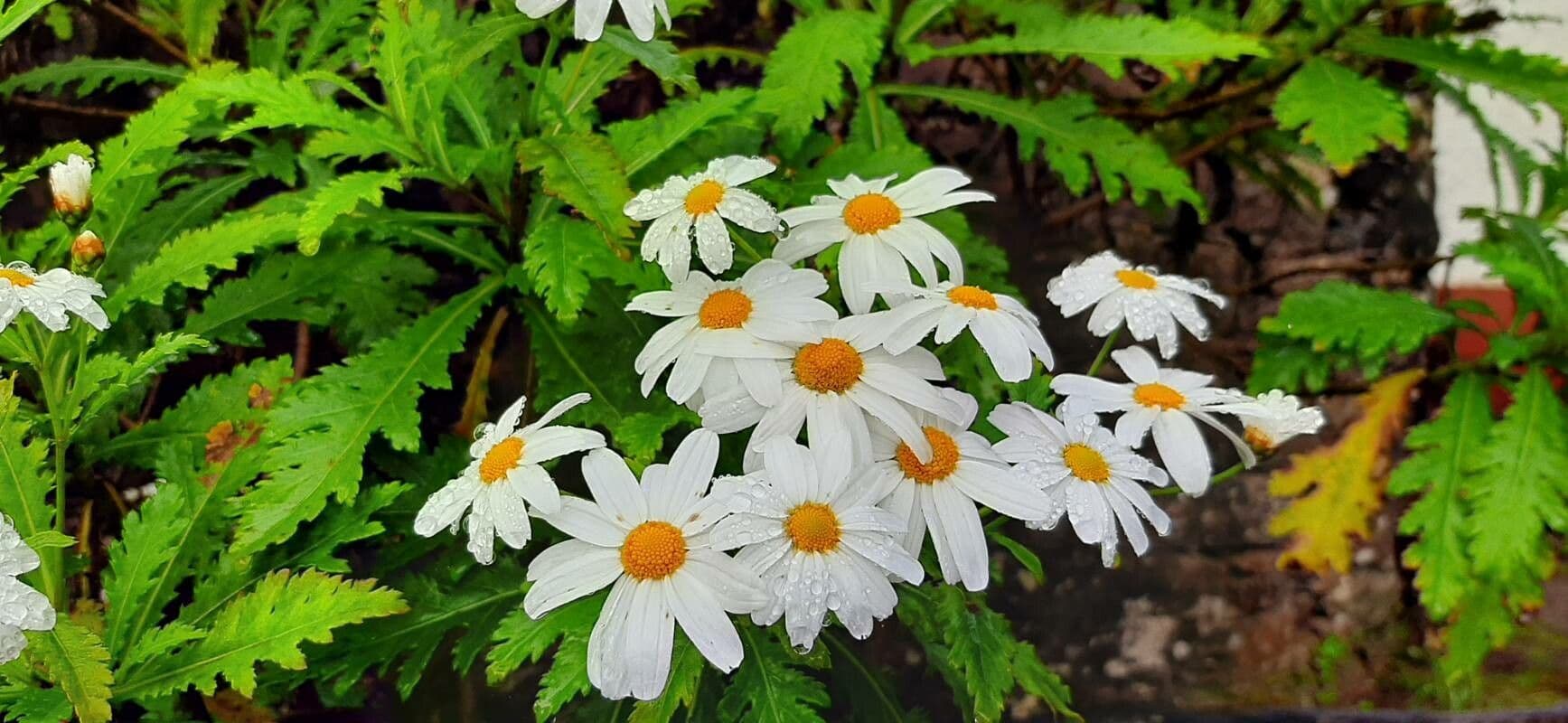 Argyranthemum 4
