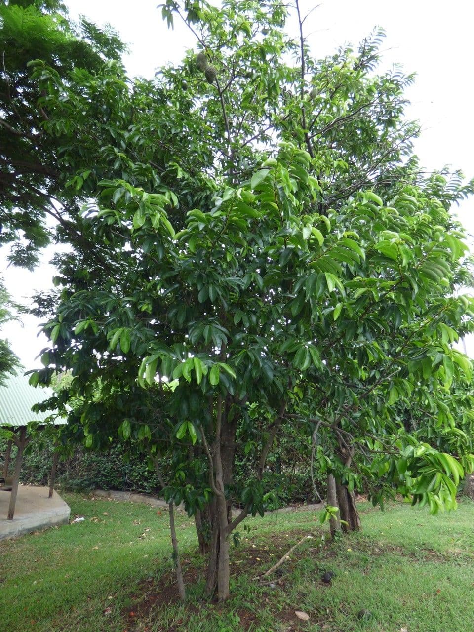 Graviola 15
