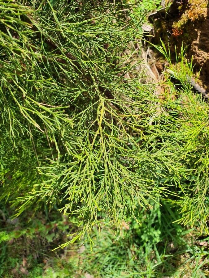 Exocarpos 13