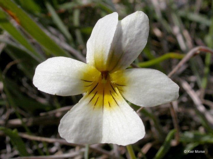 Viola 4