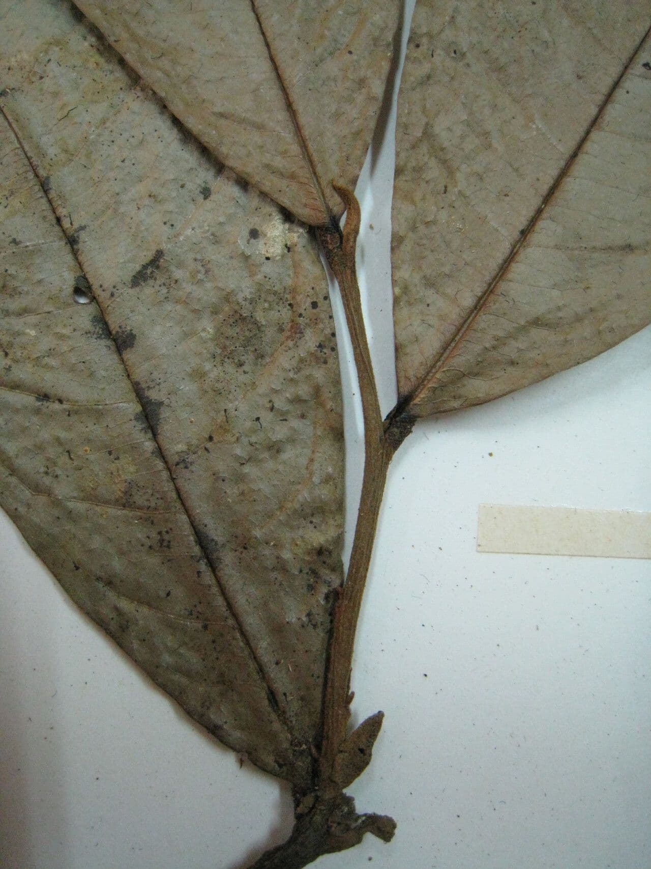 Duguetia 16