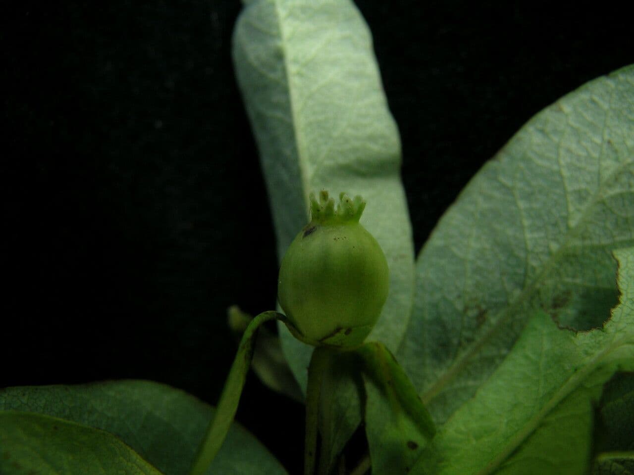 Geißblatt 8