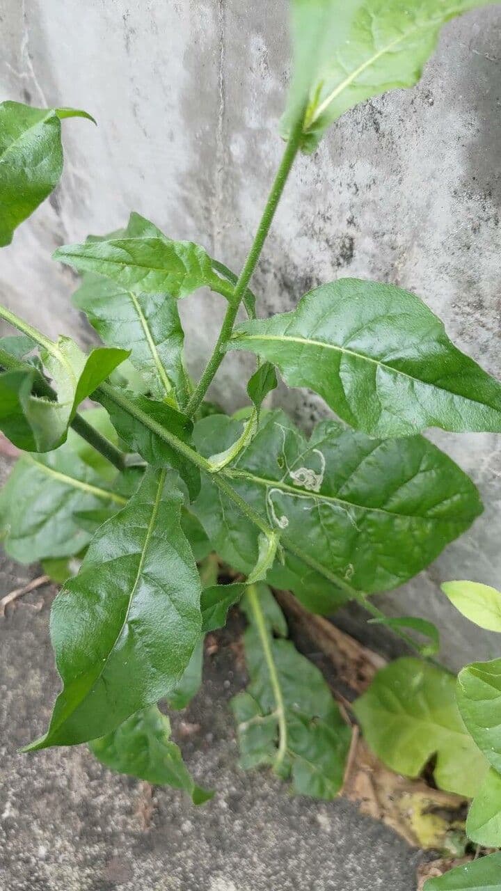 Tabaco de plomo 13