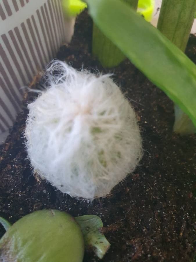 Espostoa lanata 10