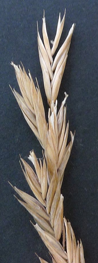 Festuca rossa 7
