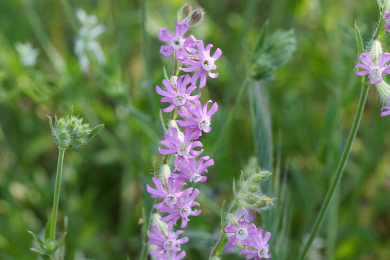 Silene 3