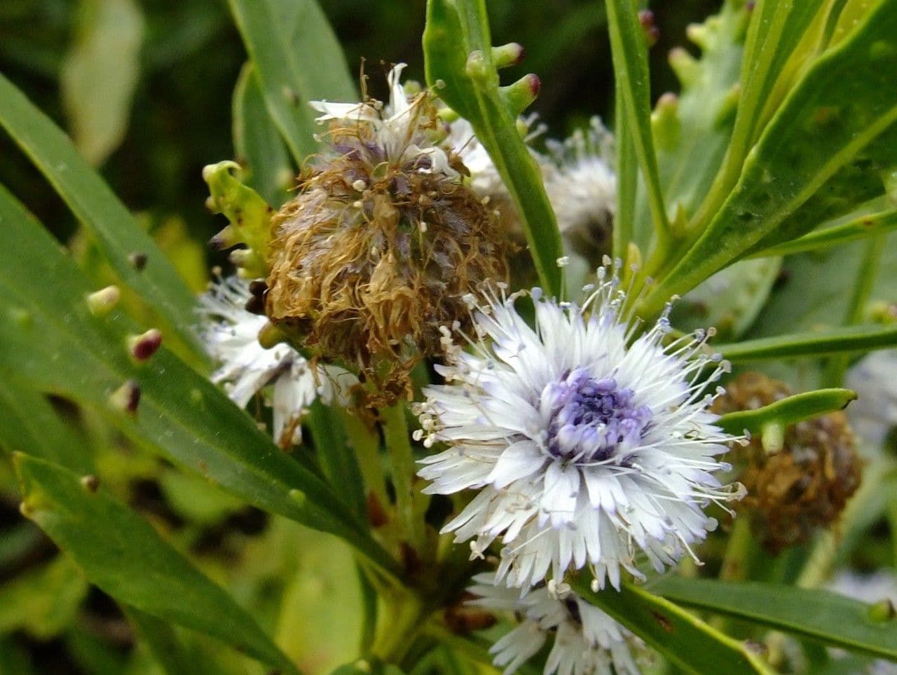 Globularia salicina