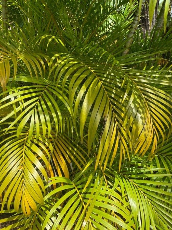 Areca dorée 19