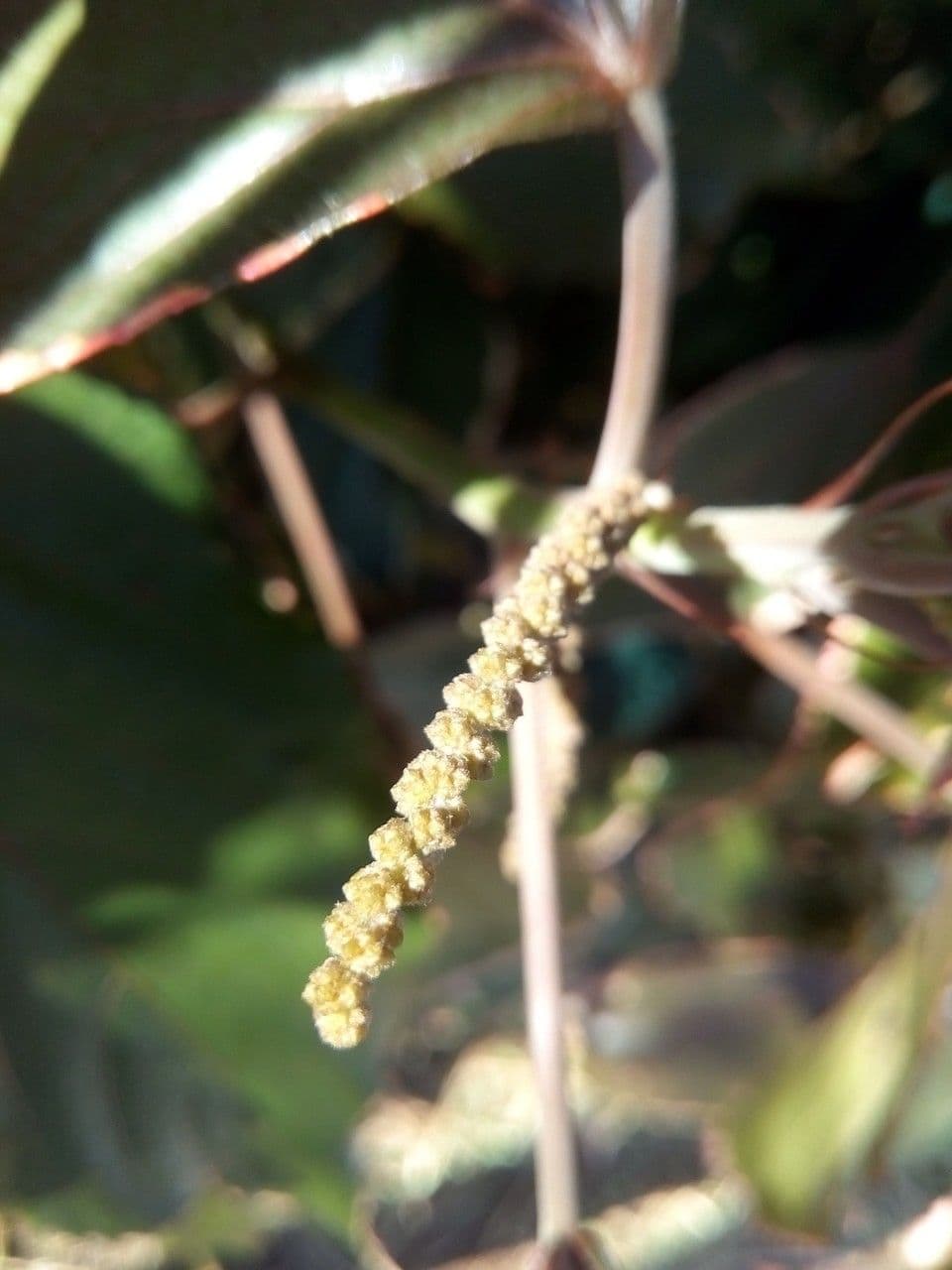 Kupferblatt 4