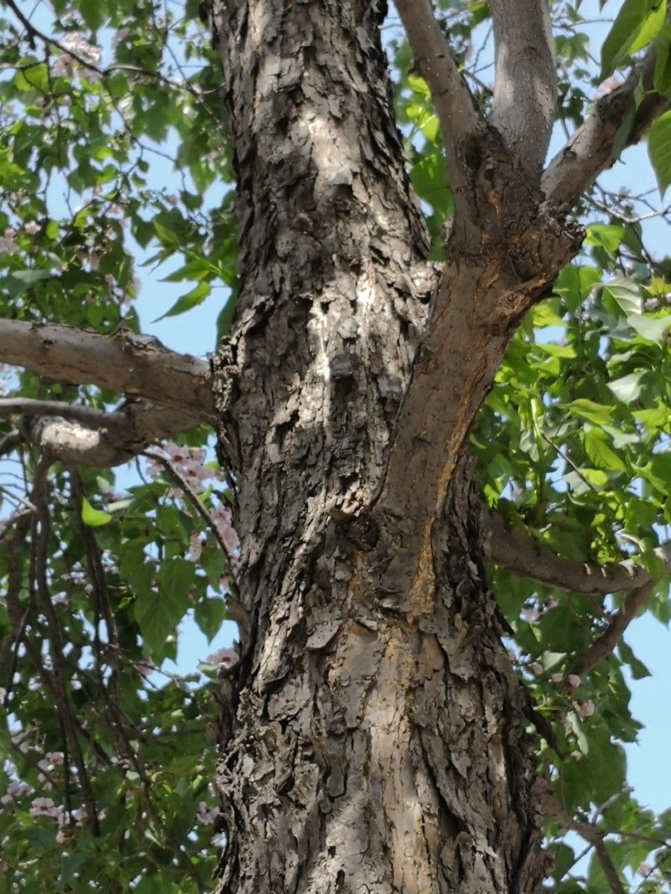 Catalpa di Bunge 18