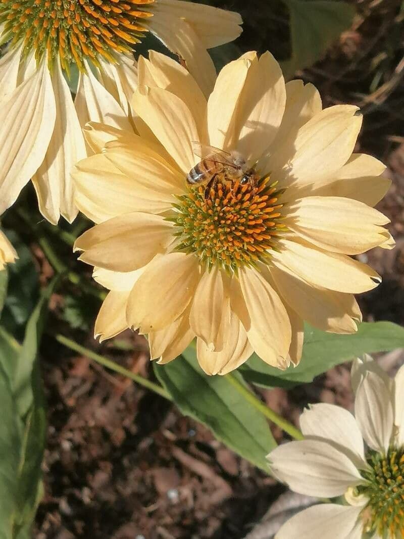 Třapatka purpurová 29