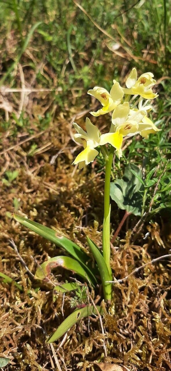 Orchide 10