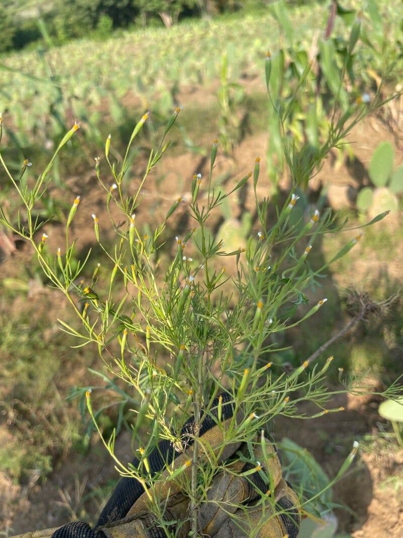 Tagetes micrantha