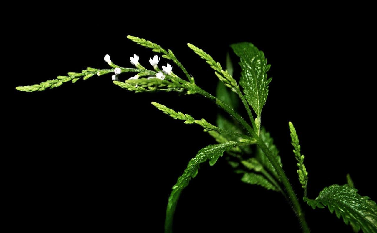 Verbena orticifolia 14