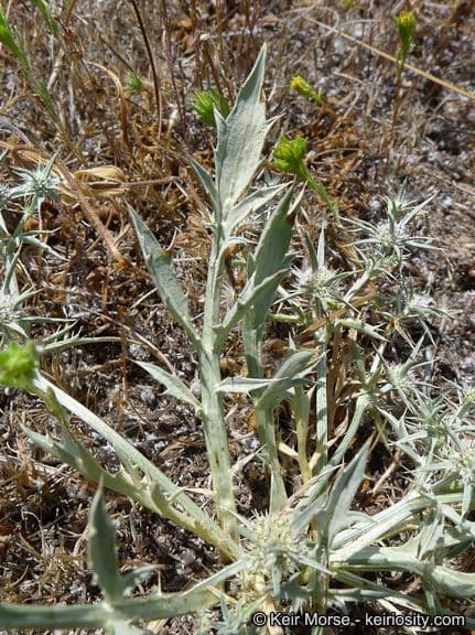 Eryngium 4