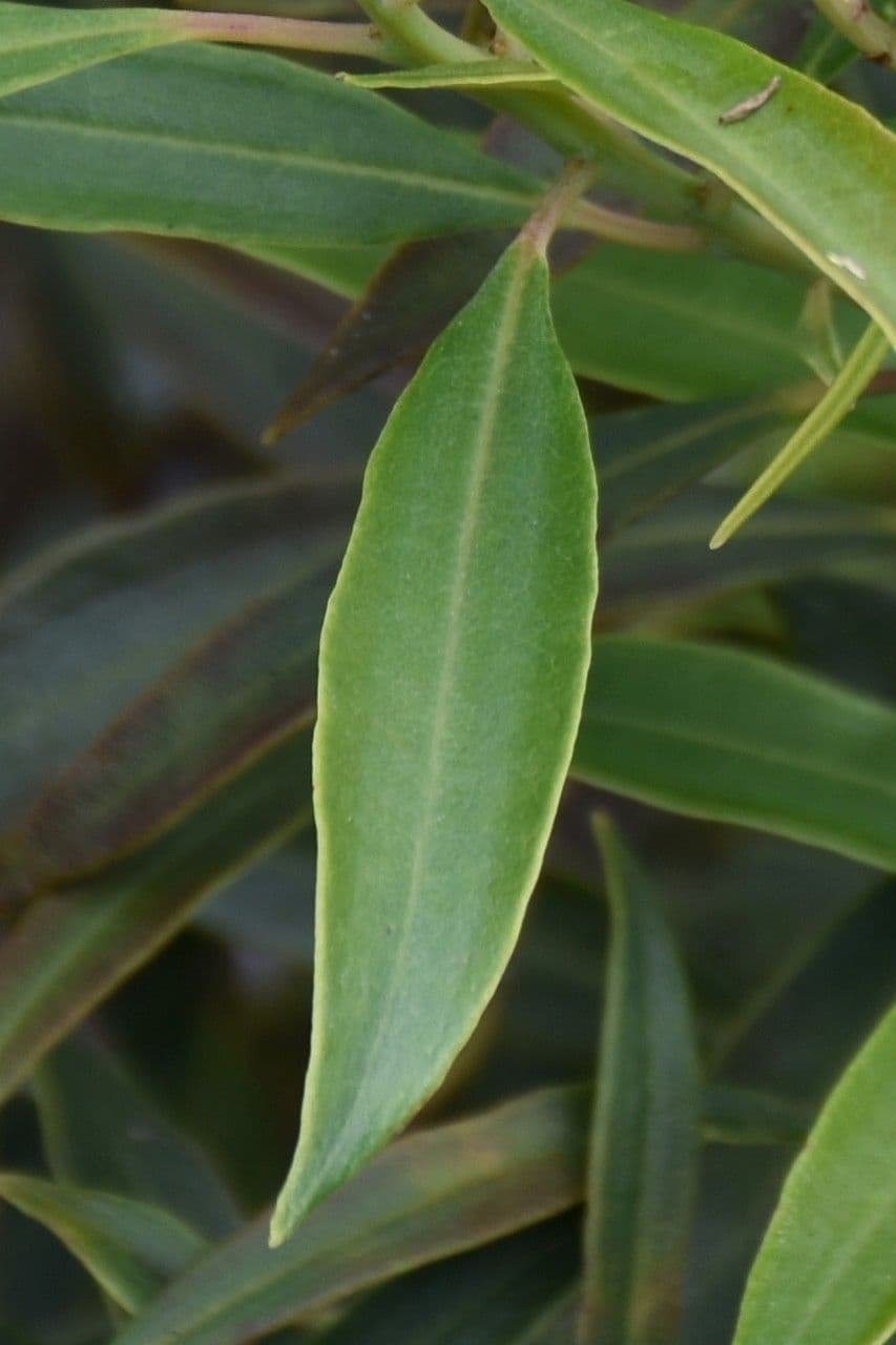 Agarista 9