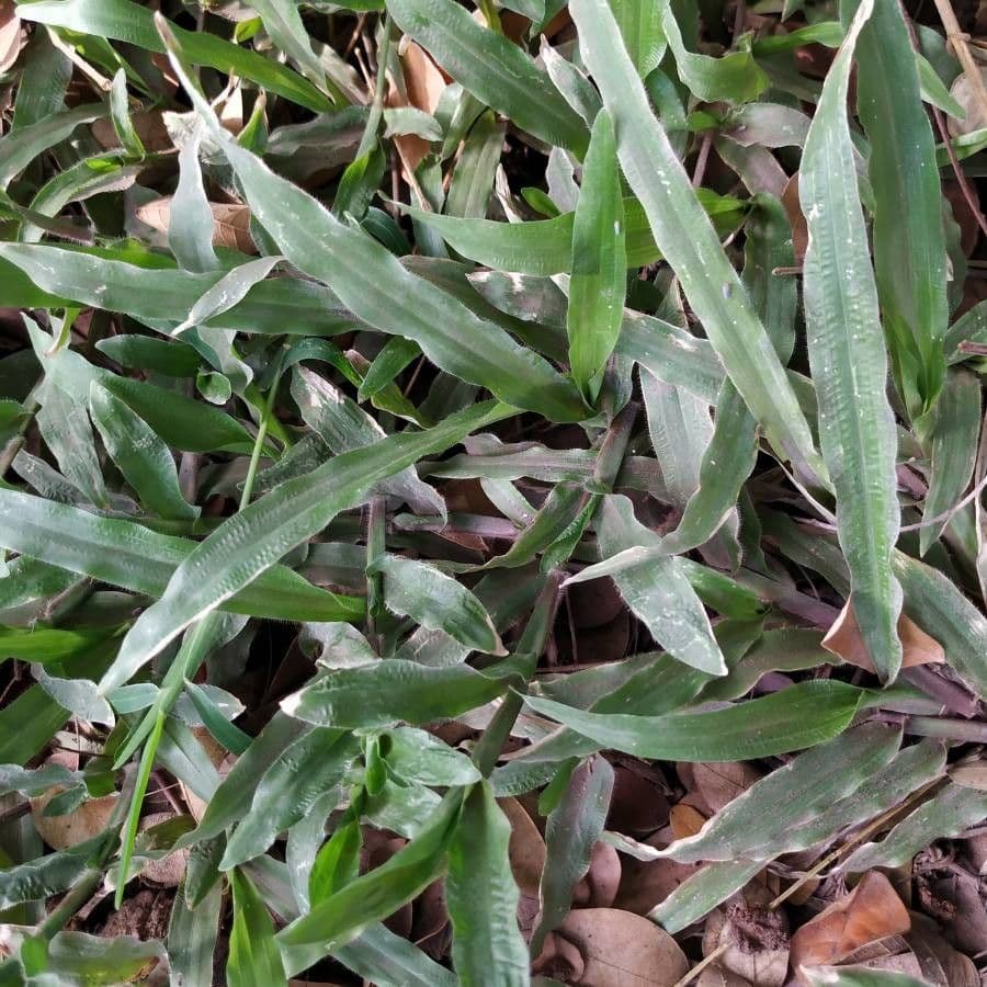 Paspalum setaceum 4
