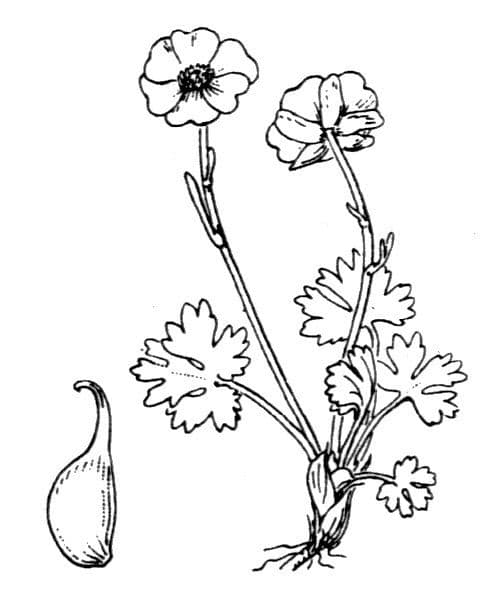 Pryskyřník 18