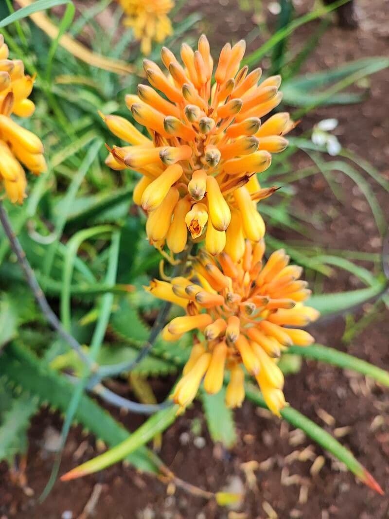 Aloe 2