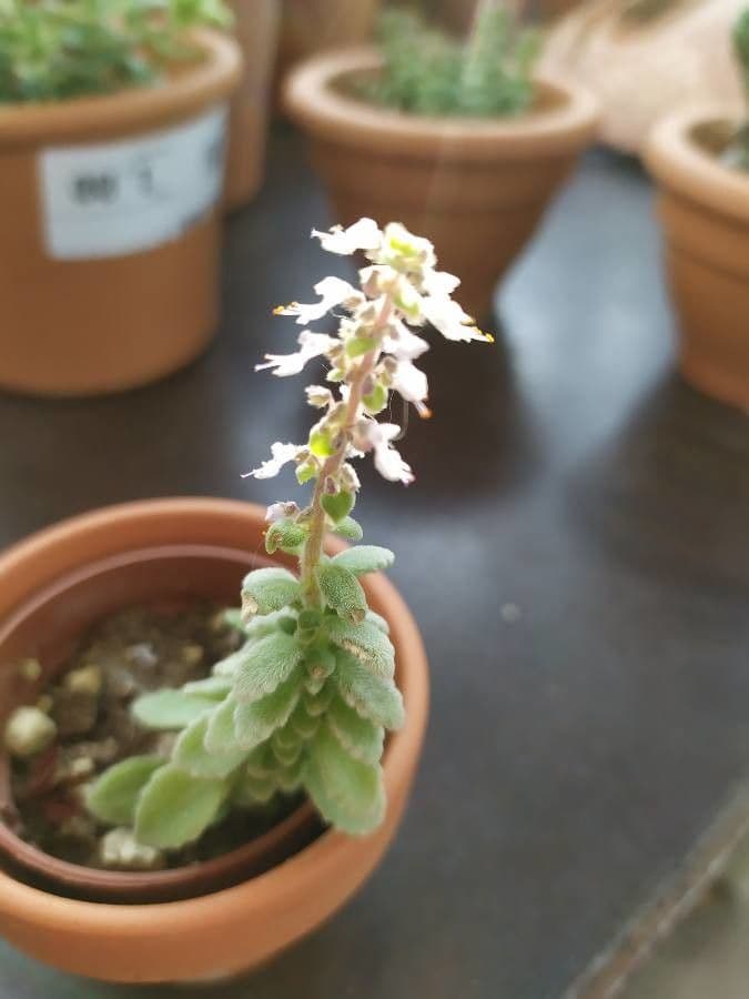 Plectranthus 4