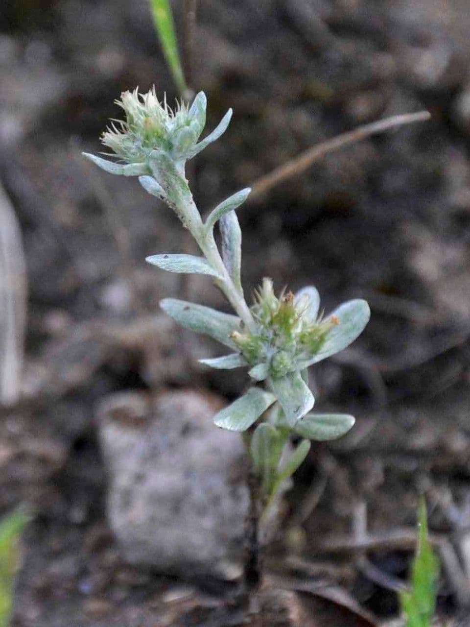 Bambagia spatolata 23