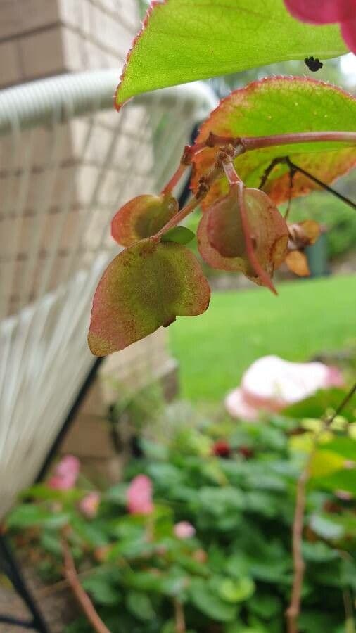 Begonia cucullata 2