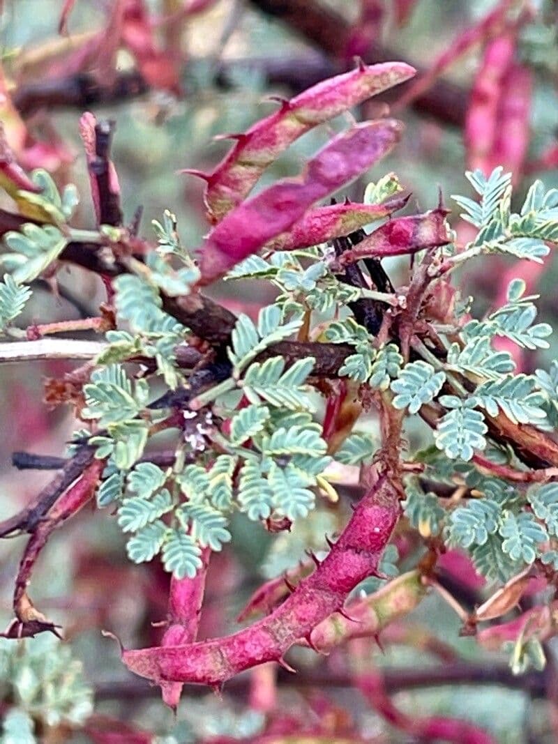 Mimosa spinosa 3