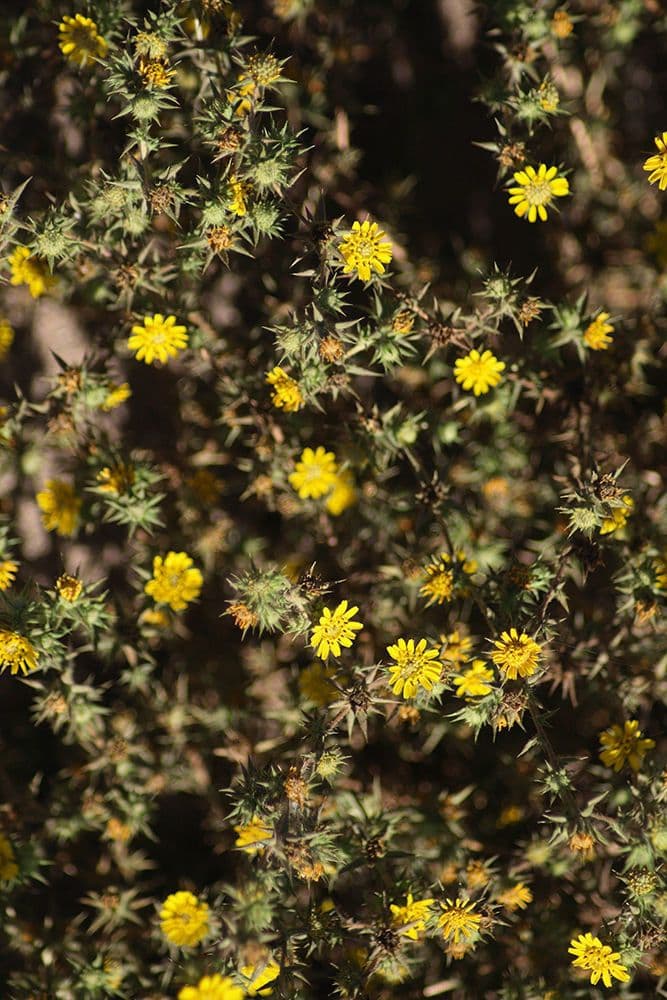 Centromadia parryi 8