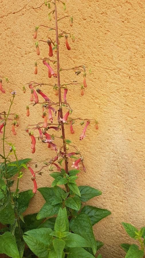 Phygelius 7