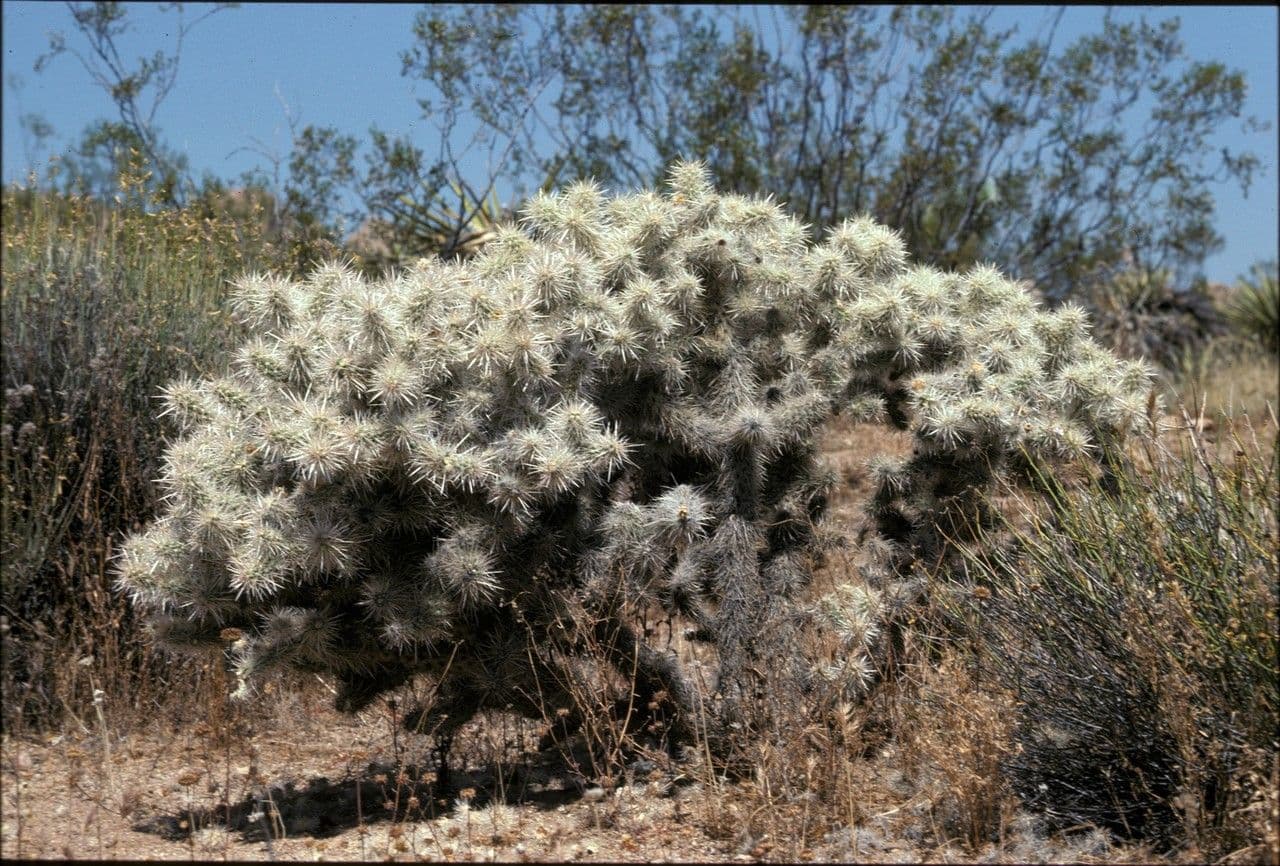 Cylindropuntia Echinocarpa