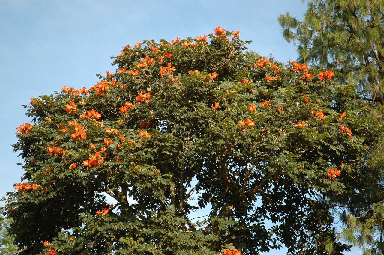 Spathodea campanulata 11