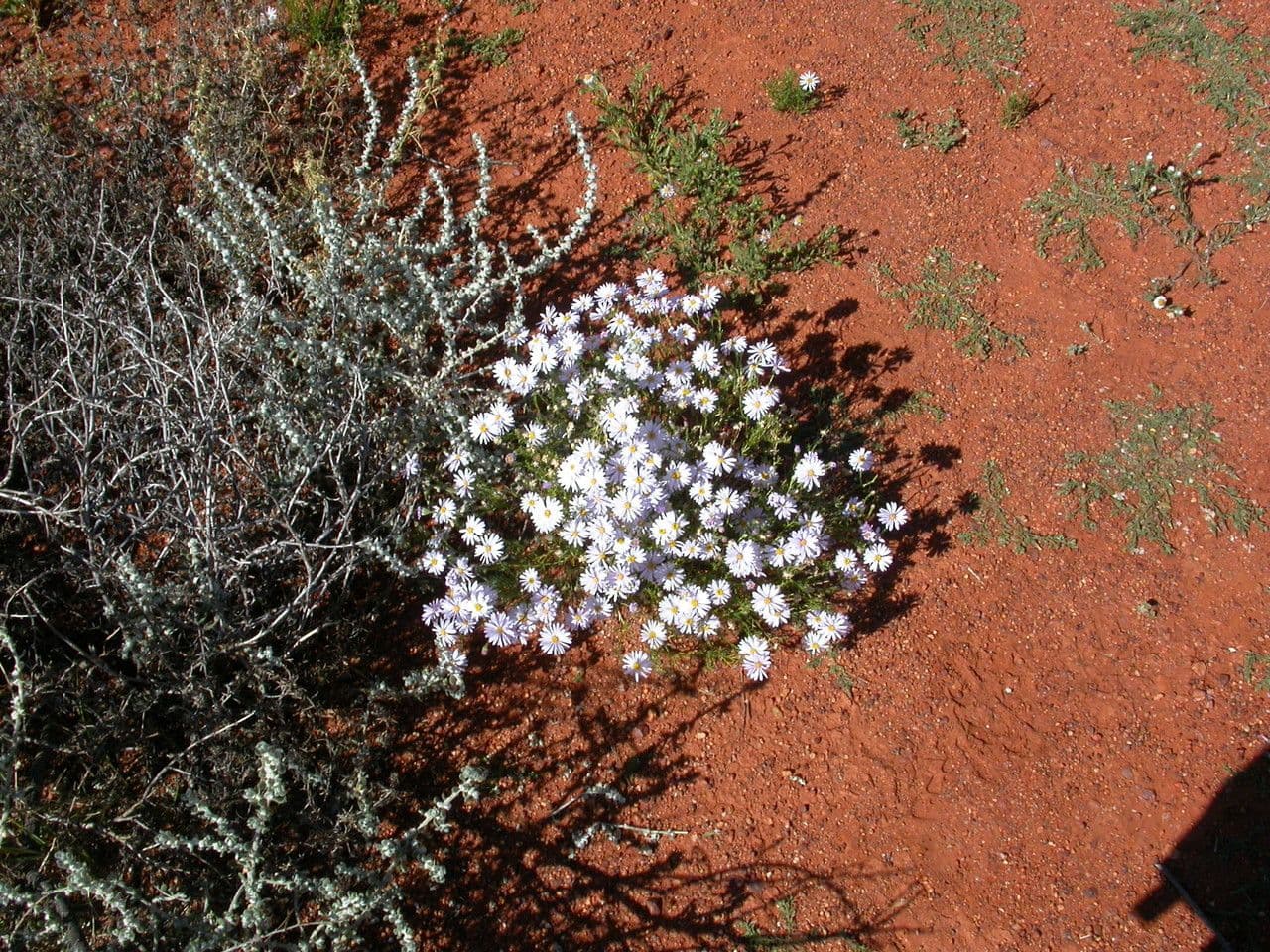Brachyscome ciliaris 2