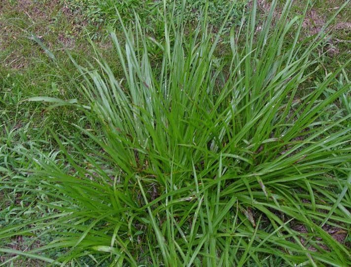 Paspalum plicatulum 11
