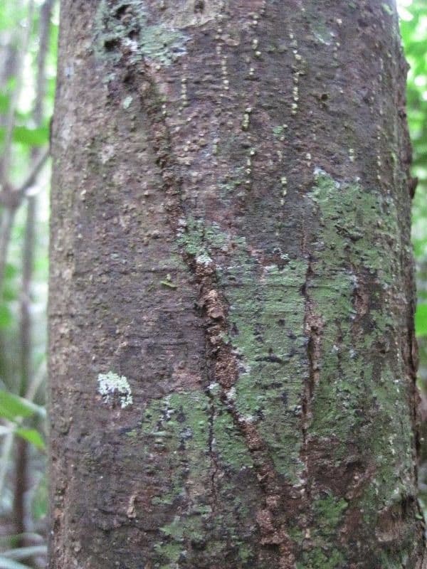 Eschweilera coriacea 16