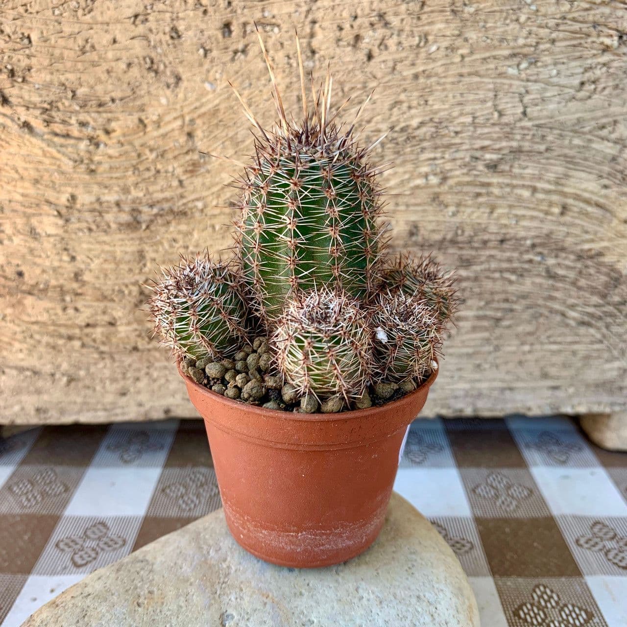 Goldene Osterlilienkaktus 7