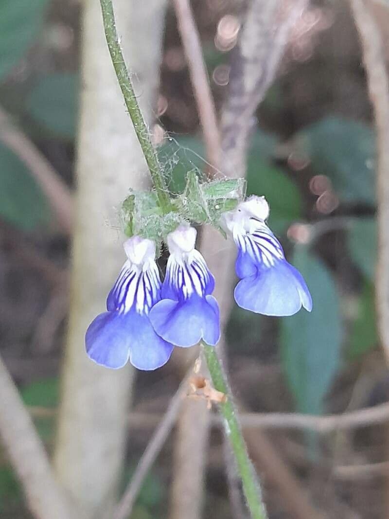 Salvia 4