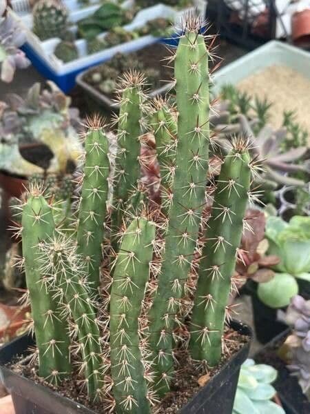 Cactus Regina della notte 5