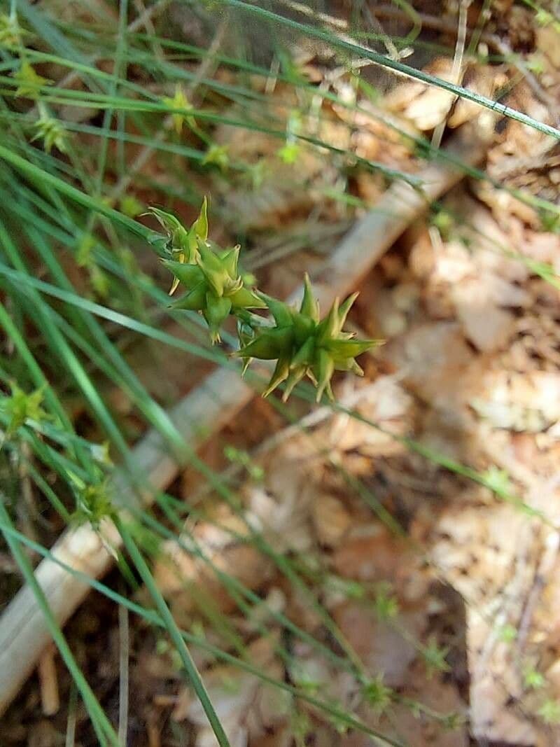 Carice stellata 6