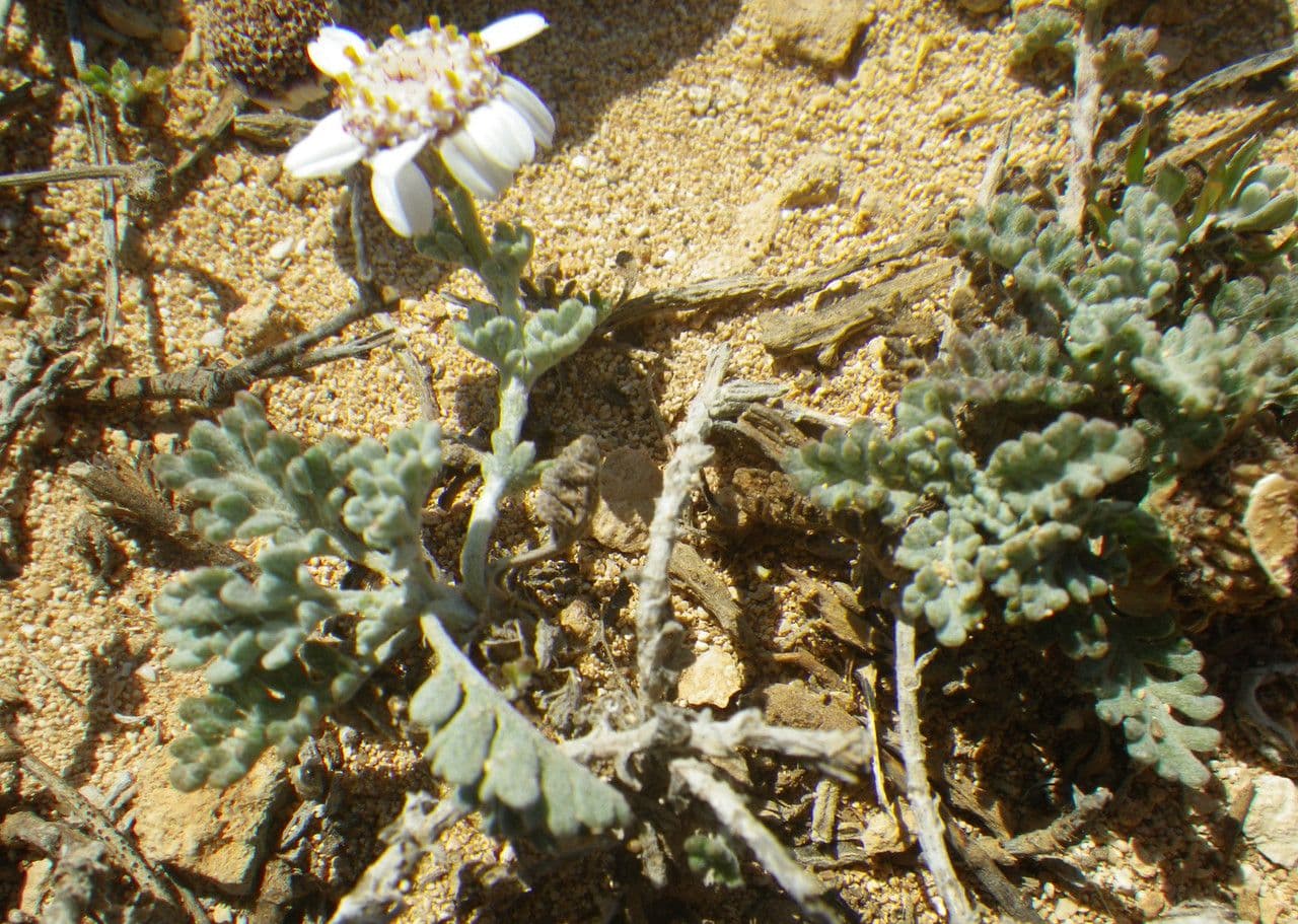 Camomilla 11