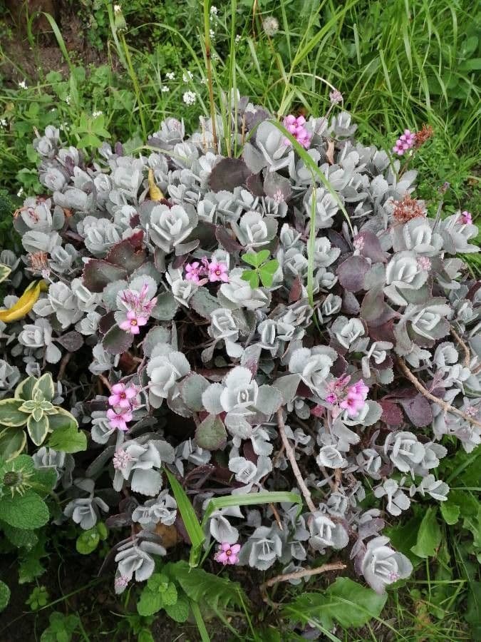 Kalanchoe 4