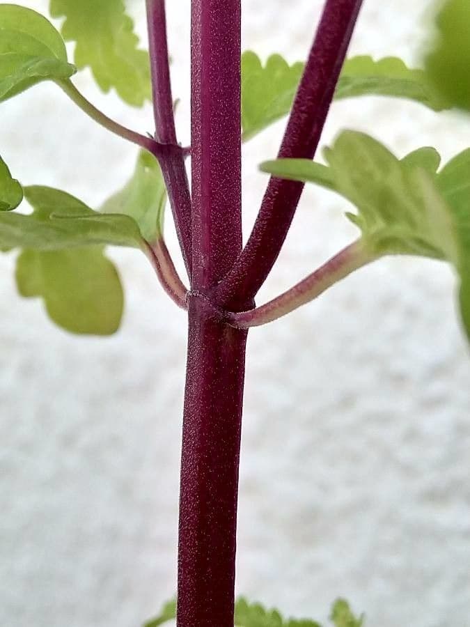 Dracocéphale de Moldavie 22