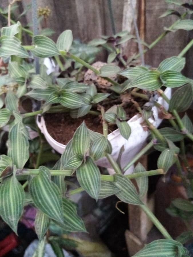 Callisia 12