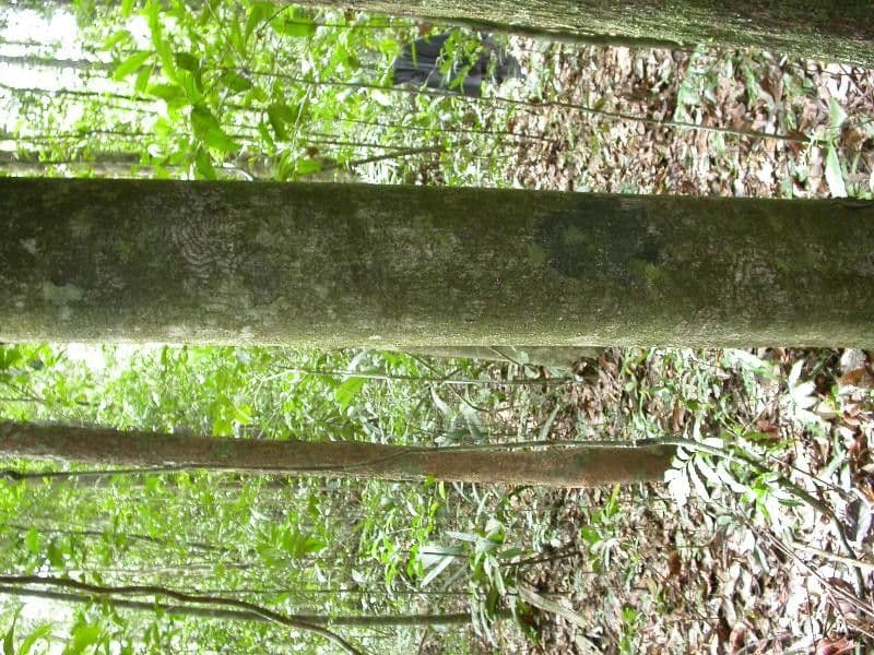 Carapa 8