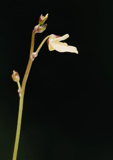 Erba-vescica minore 7