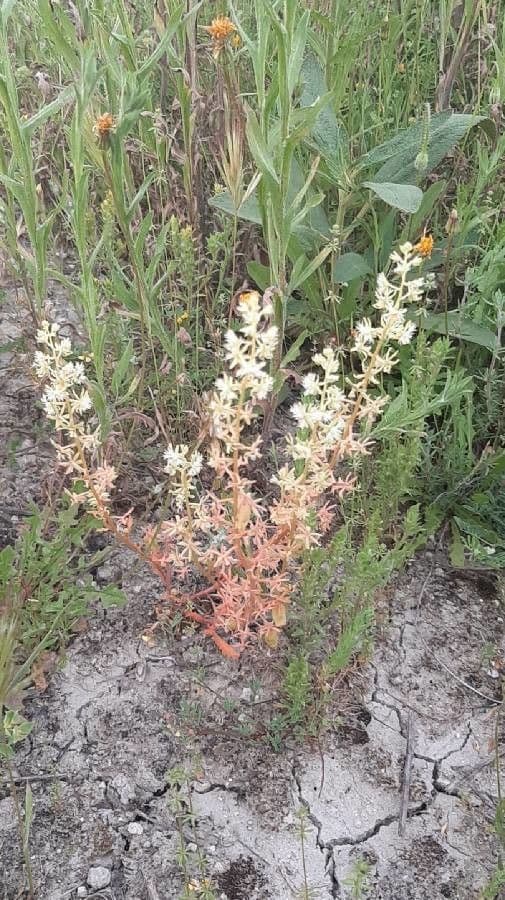 Reseda comune 21